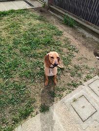 Achille, segugio 1 anno