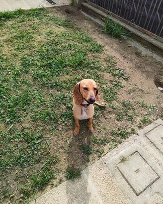 Achille, segugio 1 anno