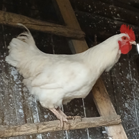 Galli