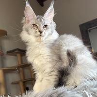 Cucciole maine Coon femmine