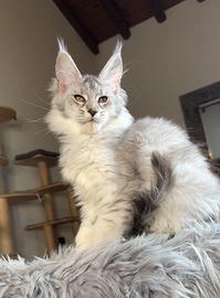 Cucciole maine Coon femmine