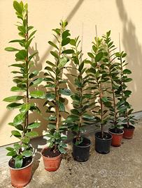 piante lauro
