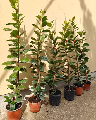 piante lauro