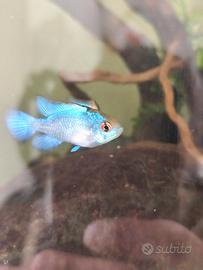 Ramirezi blu