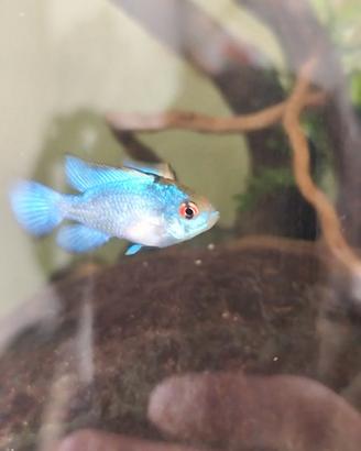 Ramirezi blu