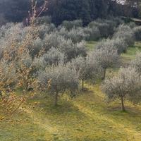 Camera singola Siena
