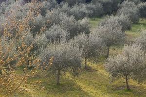 Camera singola Siena