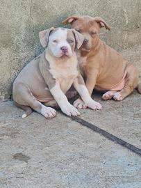 American bully cuccioli XL