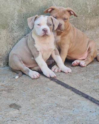 American bully cuccioli XL