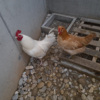 Coppia galline ornamentali