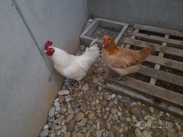 Coppia galline ornamentali