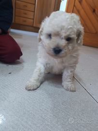 Barboncino cane piccola taglia