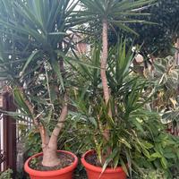 tronchetto della felicità yucca