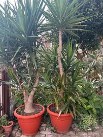 tronchetto della felicità yucca