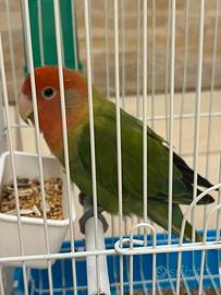 Pappagallo