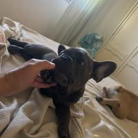 Bulldog francese nero bingee