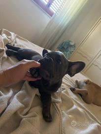 Bulldog francese nero bingee