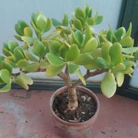 Piantine di Crassula Ovata