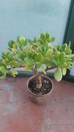 Piantine di Crassula Ovata