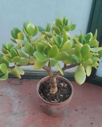 Piantine di Crassula Ovata
