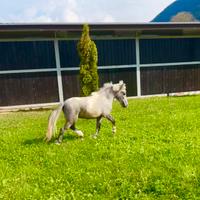 Mini Pony