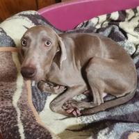 Weimaraner