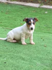 Cucciolo di jack Russel