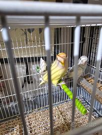 Coppia inseparabili con gabbia