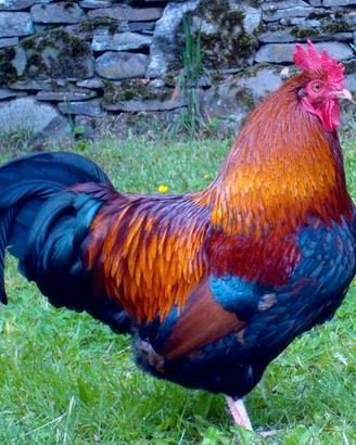 Polli