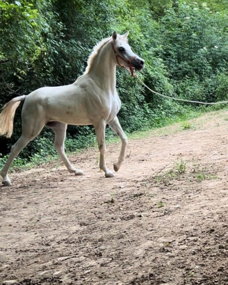 Cavallo arabo psa