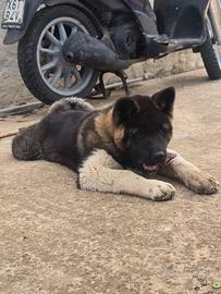 Cucciola Akita Americano