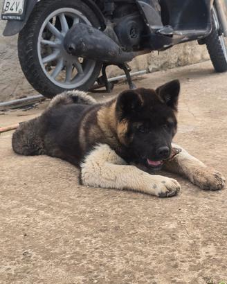 Cucciola Akita Americano
