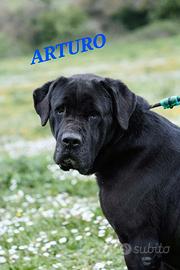 Splendidi cani neri da adottare in canile