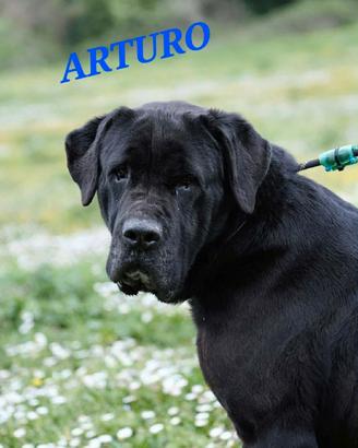 Splendidi cani neri da adottare in canile