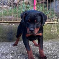 BIRBA (5 mesi), femmina ROTTWEILER