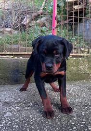 BIRBA (5 mesi), femmina ROTTWEILER