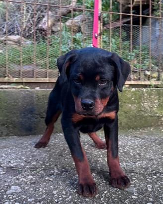 BIRBA (5 mesi), femmina ROTTWEILER