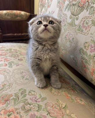 Gattini scottish
