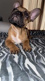 Bulldog francese fulvo