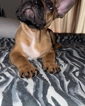 Bulldog francese fulvo