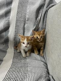 Gattini in attesa di adozione