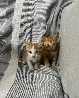 Gattini in attesa di adozione
