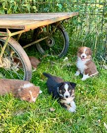 Cuccioli pastore australiano