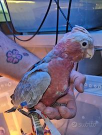 Cacatua rosa