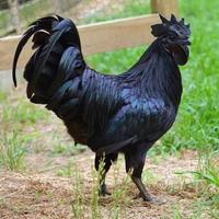 Gallo cemani