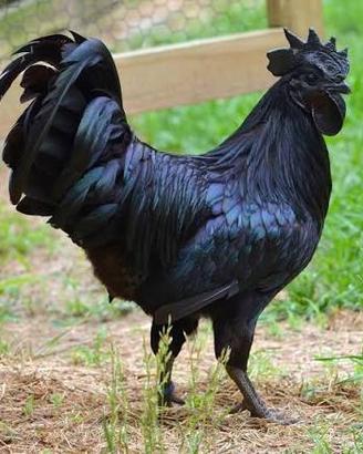Gallo cemani