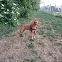 Cirneco maschio per accoppiamento