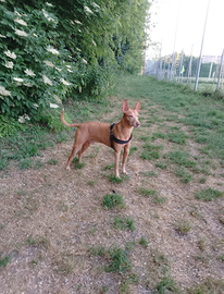 Cirneco maschio per accoppiamento