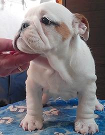 Cuccioli bulldog inglese