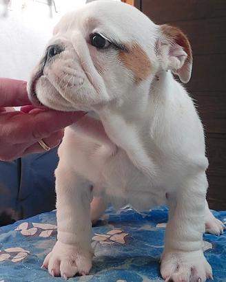Cuccioli bulldog inglese